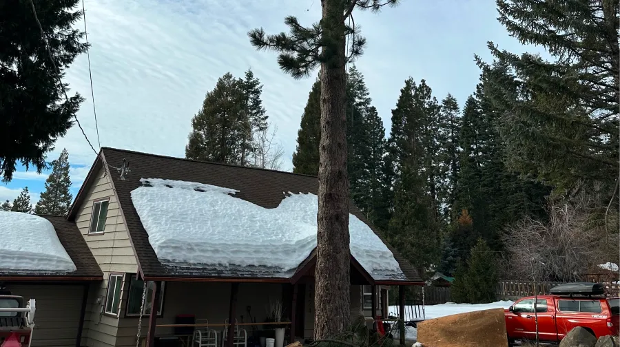 A person in safety gear trims a tall pine tree next to a house with snow on its roof, surrounded by cut branches.